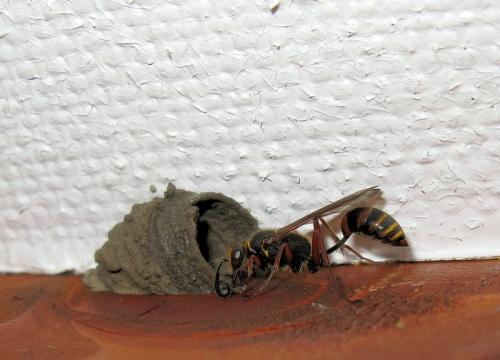 Sceliphron curvatum